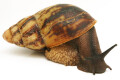Archachatina marginata ssp. Cameroon 6 adult